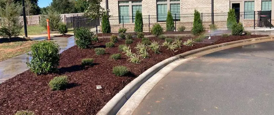 New landscaping installation that includes mulch, new shrubs and plant, and irrigation.