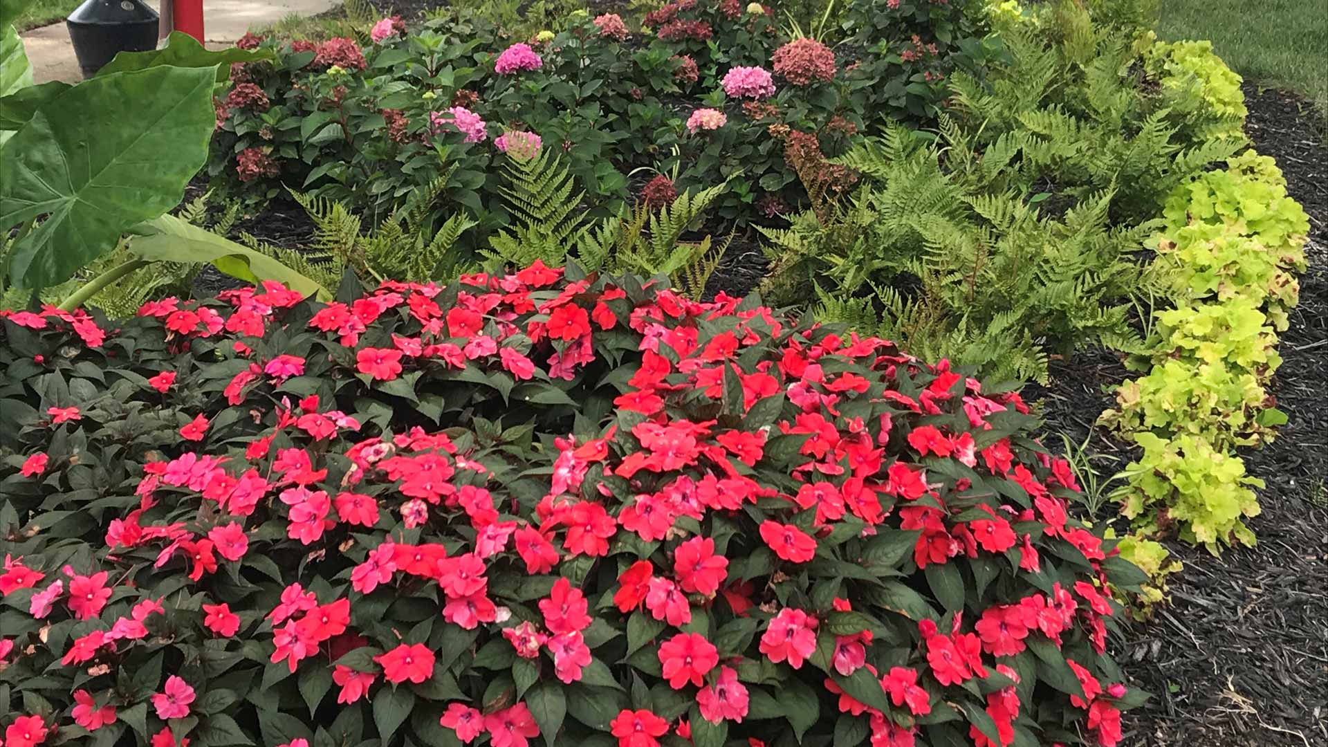 Annual flowers installed for a landscape bed in Charlotte, NC.