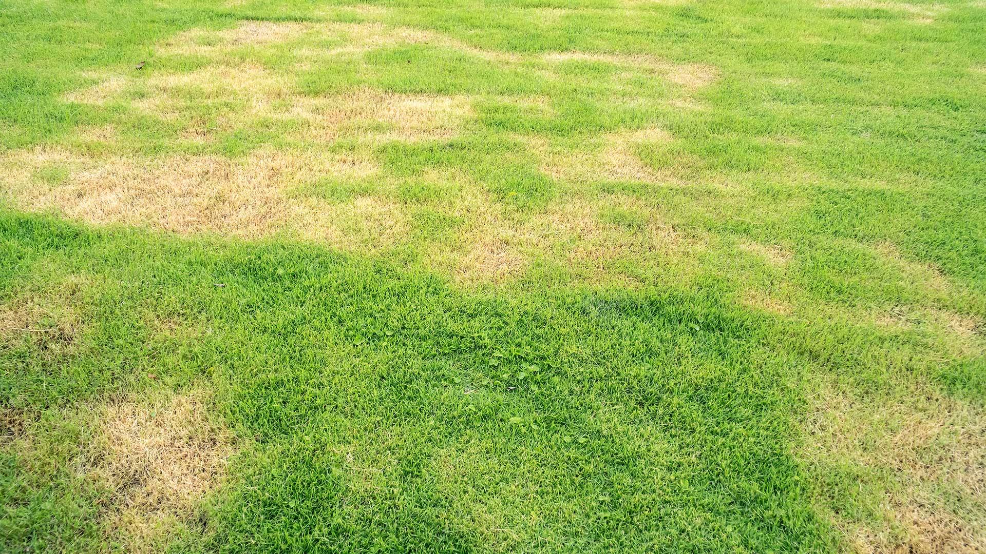 Large lawn with dead spots caused by lawn disease and invasive insects.