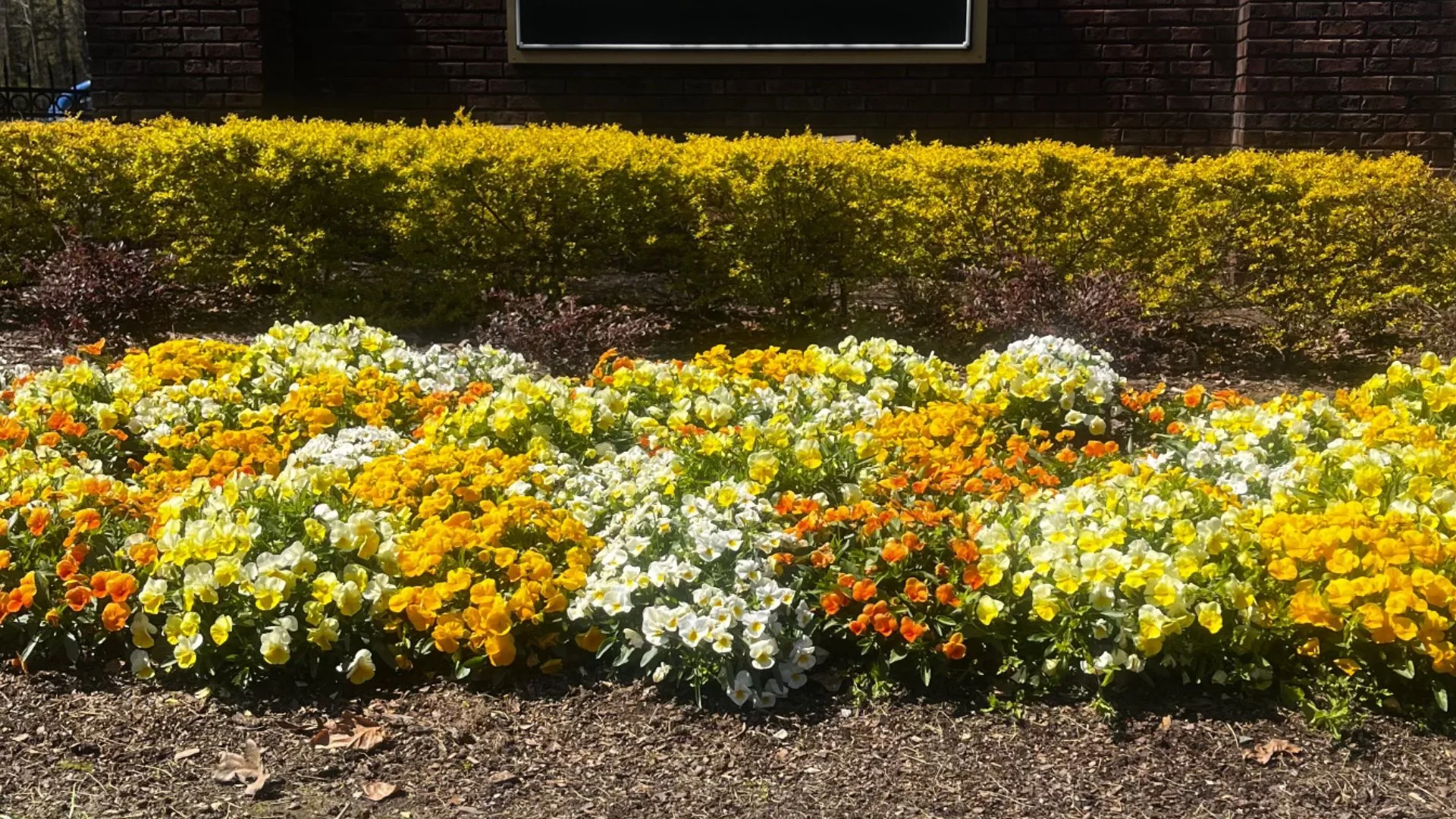 Things to Consider When Adding Fall Annual Flowers to Your Landscape Beds