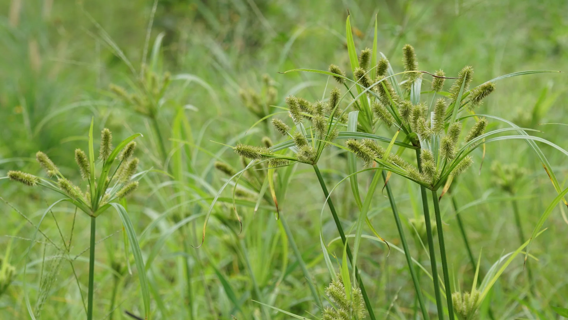 Nutsedge - A Rapidly Growing, Invasive Weed You’ll Want To Eliminate ASAP