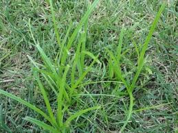 Nutsedge grass in Charlotte, NC.