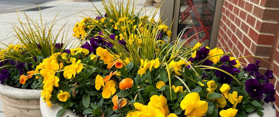 Potted annual flowers for landscape in Matthews, NC.