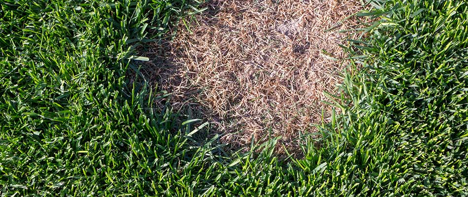 Large round dead spot in a healthy lawn caused by a common lawn disease.