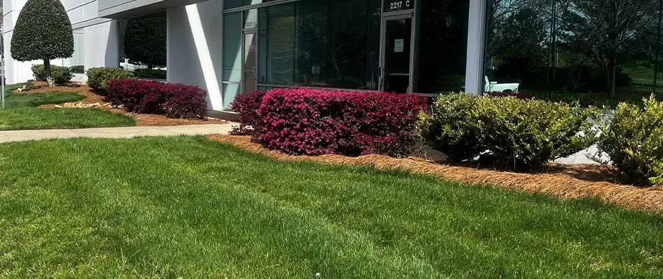 New mulch refreshed at the entrance of a building in Pineville, NC. 