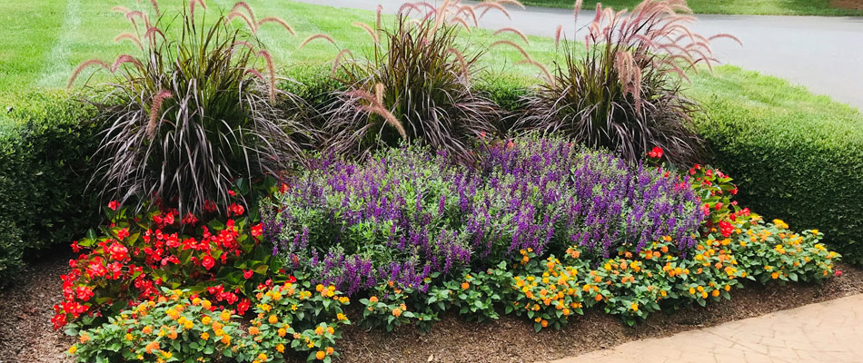 Mulch added to landscape bed with annual flowers in Charlotte, NC.
