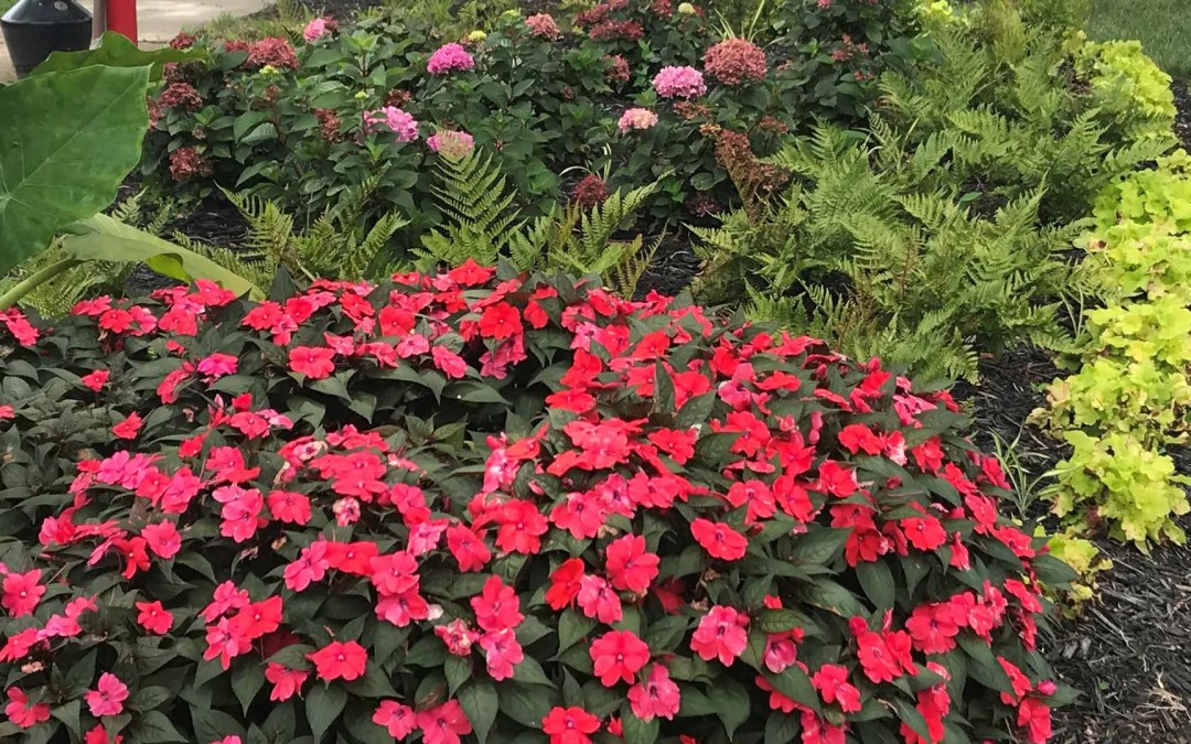 Things to Consider When Adding Fall Annual Flowers to Your Landscape Beds
