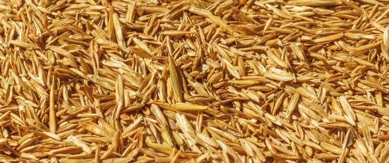 grass seeds